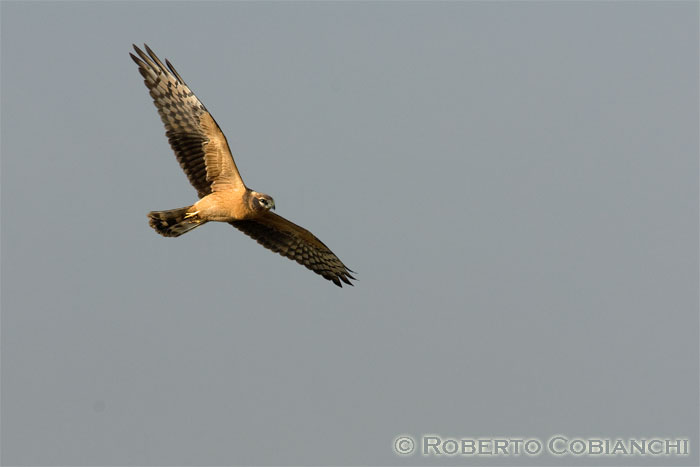 Albanella minore juv.